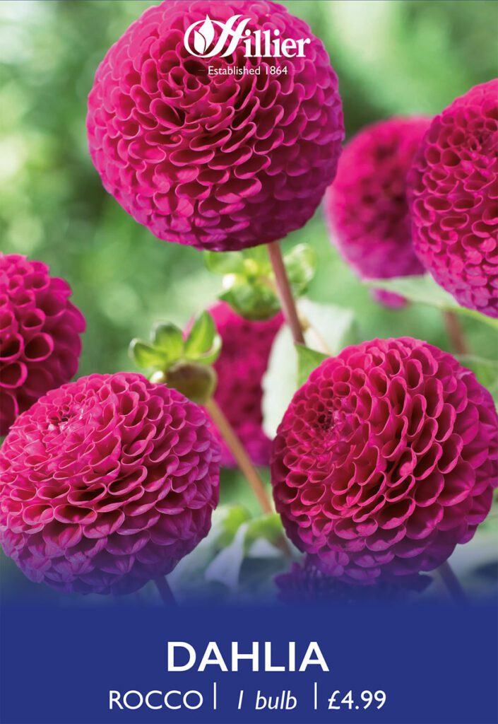 Dahlia Rocco Tubers 8718641996690 2